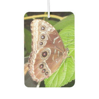 désodorisant pour voiture papillon marron à oeil