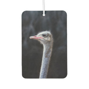 Désodorisant Pour Voiture Photographie d'autruche