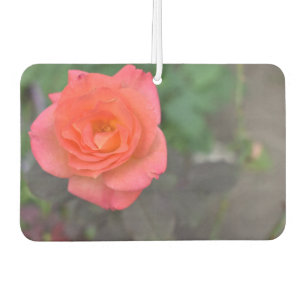 Désodorisant Pour Voiture Rose Rose Rose Nature Photographie Fleur Jardin Fl