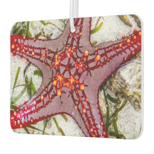 Désodorisant Pour Voiture Starfish, Zanzibar, Tanzanie