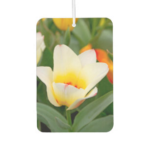 Désodorisant Pour Voiture Tulipe blanche