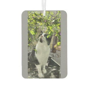 Désodorisant Pour Voiture Tuxedo