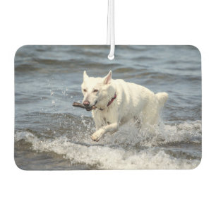 Désodorisant Pour Voiture White German Shepard sur le lac George