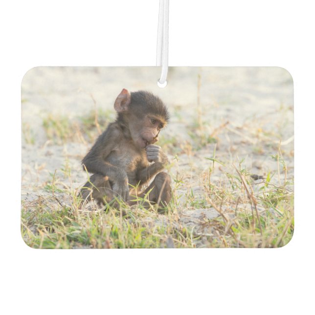 Désodorisant Pour Voiture Young Baboon (Dos)