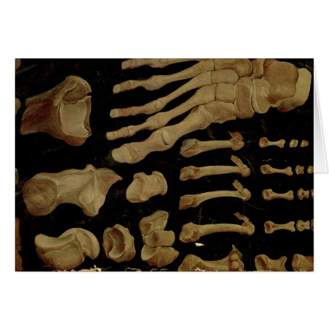 Dessin anatomique des os du pied (Devant horizontal)