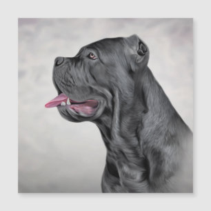 Dessin Cane Corso - Mastiff italien 12