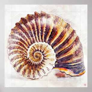 Dessin de coquille Nautilus - Impression d'art