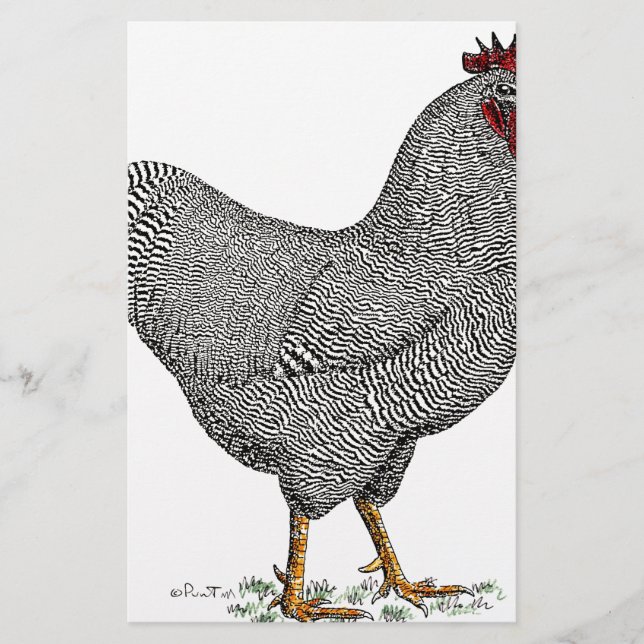 Dessin de poulet de roche de Plymouth (Devant)