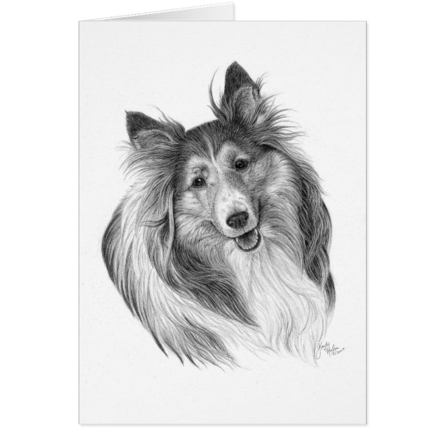 Dessin de Shetland Sheepdog par Glenda S. Harlan (Devant)