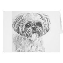 Dessin de Shih Tzu