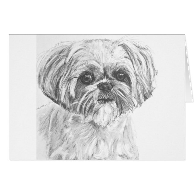 Dessin de Shih Tzu (Devant horizontal)