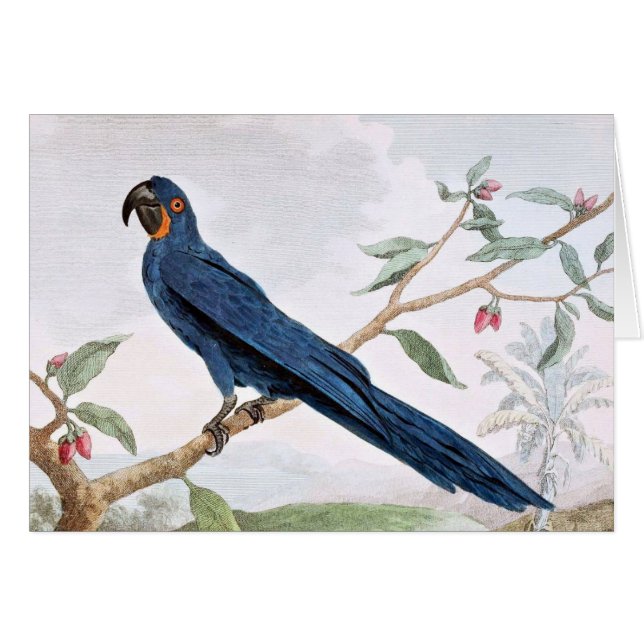 Dessin d'oiseau d'ara de jacinthe (Devant horizontal)