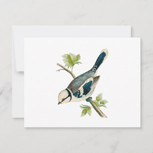 Dessin d'oiseaux chanteurs vintages des années 180