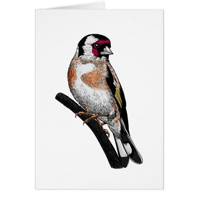 Dessin Goldfinch (Devant)