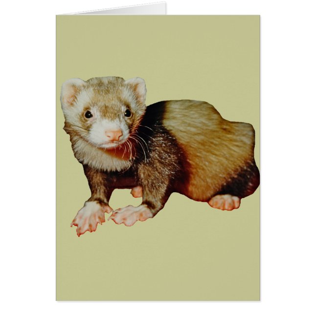 Dessin par Ferret (Devant)