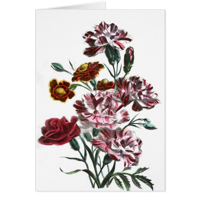 Dessin vintage : Fleurs roses flamandes (Devant)