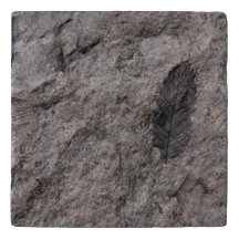 350 Millions D'Yr. Ancien Plante fossile conçu