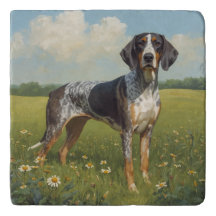 Coonhound à tiques bleues