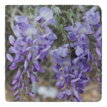 Fleur pourpre de glycines au printemps avec la