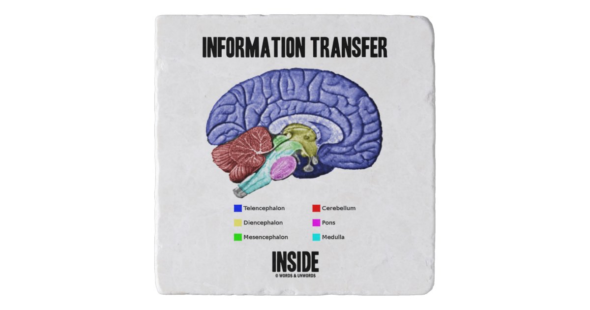 Dessous De Plat Humour Interieur D Anatomie De Cerveau De Zazzle Fr