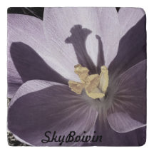 Poster de Crocus endormi