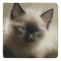 Regard D'Innocence Siamese Kitten Portrait