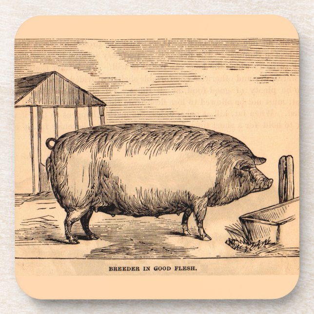 Dessous-de-verre 19th century pit 'Breeder in Good Flesh' (Devant)