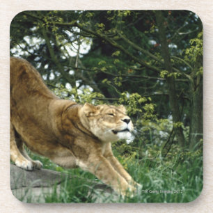 DESSOUS-DE-VERRE 24114343