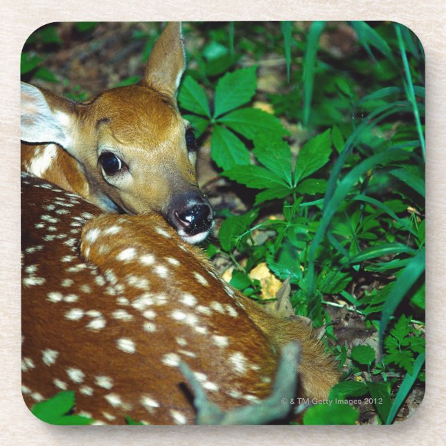 DESSOUS-DE-VERRE 24114390 (Devant)