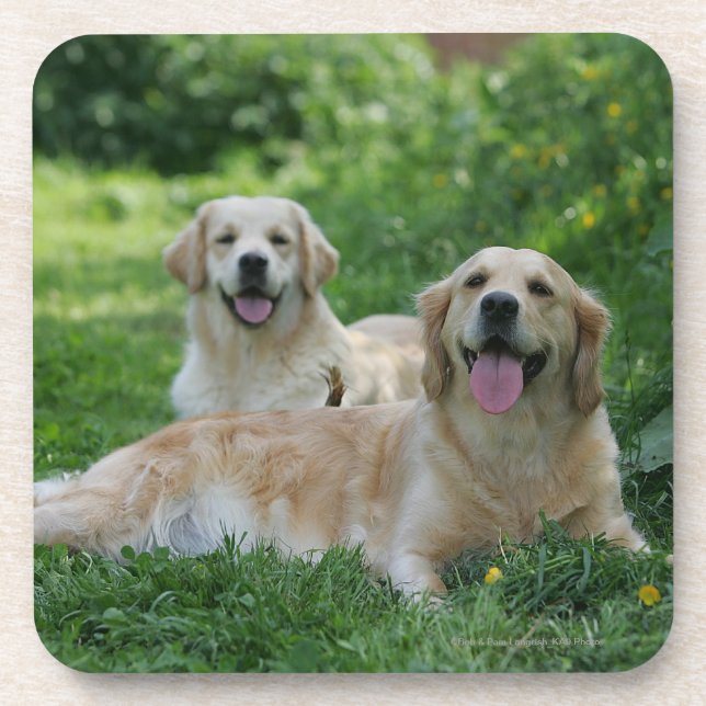 Dessous-de-verre 2 chiens d'arrêt d'or s'étendant dans l'herbe (Devant)