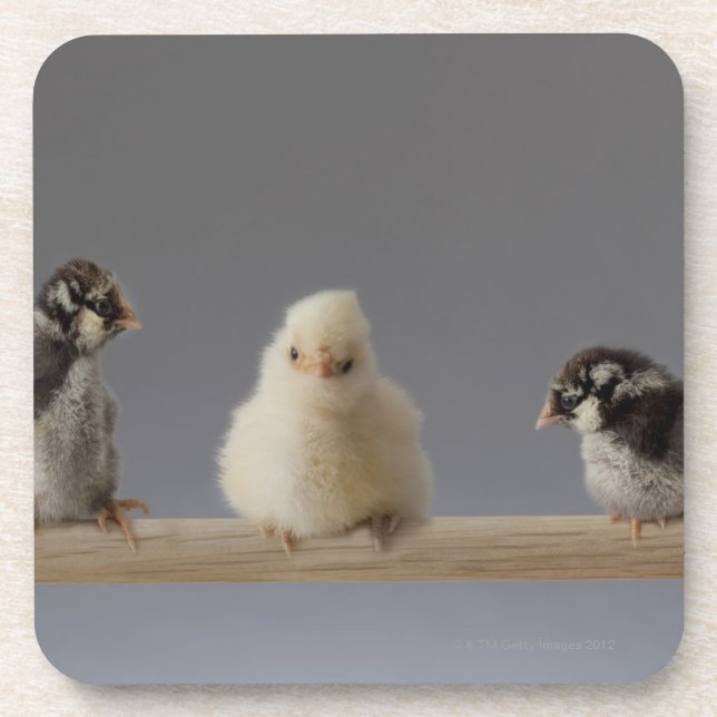Dessous-de-verre 7 poulets d'animal familier de bébé sur une perche (Devant)