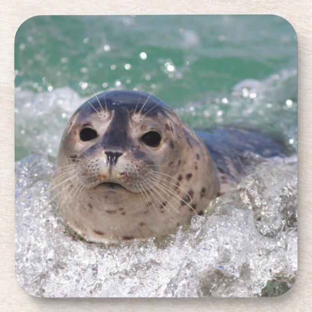 Dessous-de-verre A baby seal surfing (Devant)