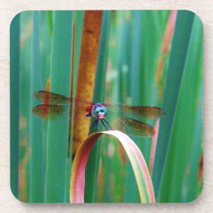 Dessous-de-verre A teal Eyed Dragonfly with cattails