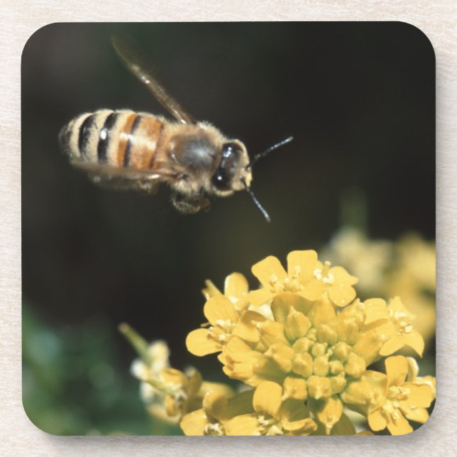 Dessous-de-verre abeille de miel en vol (Devant)