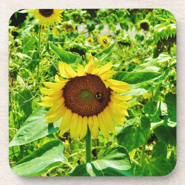 Dessous-de-verre Abeille sur tournesol jaune (Devant)