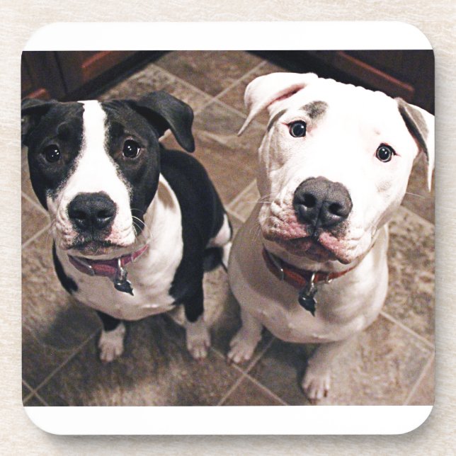 Dessous-de-verre adorables chiots pitbull chiens (Devant)