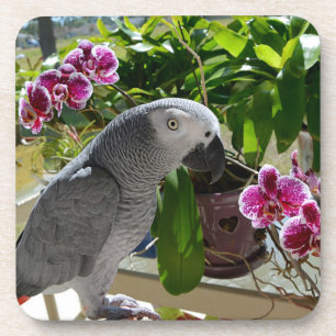 Dessous-de-verre African Grey Parrot with Orchids
