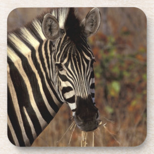 Dessous-de-verre Afrique, Afrique du Sud, portrait de zèbre du Parc