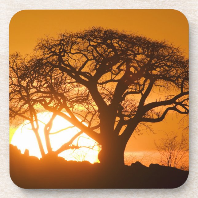 Dessous-de-verre Afrique, Botswana, Coucher de soleil silhouette Ba (Devant)