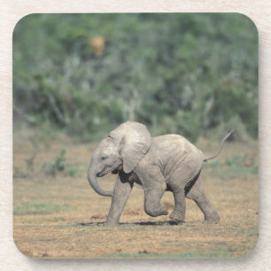 Dessous-de-verre Afrique du Sud, Parc national d'Addo Elephant. Béb