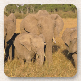 Dessous-de-verre Afrique, Kenya, Masai Mara. Éléphant d'Afrique