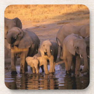 Dessous-de-verre Afrique, Kenya, Masai Mara. Éléphants (Loxodonta