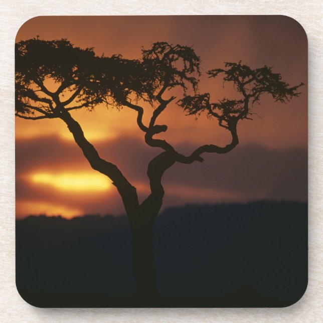 Dessous-de-verre Afrique, Kenya, Masai Mara Game Reserve, Cadre (Devant)