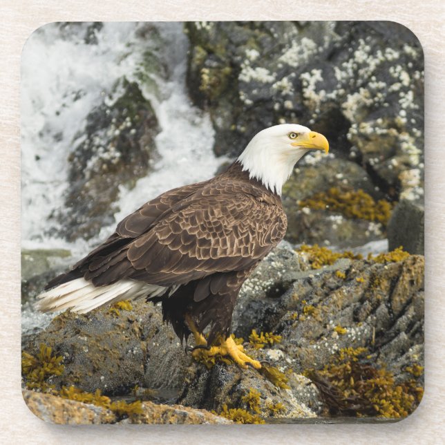 Dessous-de-verre Aigle à tête blanche (Devant)