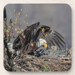 Dessous-de-verre Aigle avec son bébé
