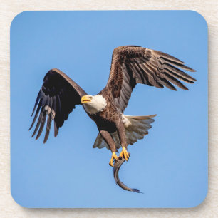 Dessous-de-verre Aigle Bald avec un poisson