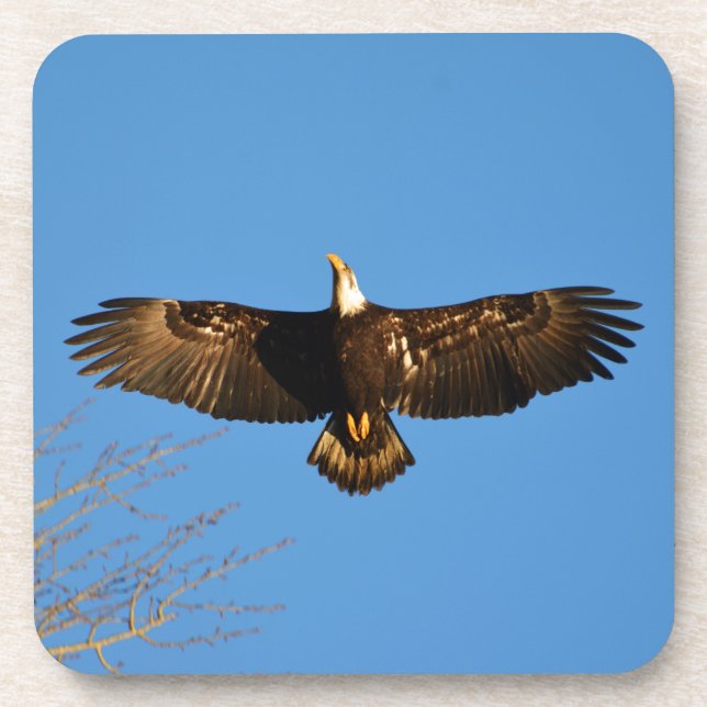 Dessous-de-verre Aigle chauve en vol1 (Devant)