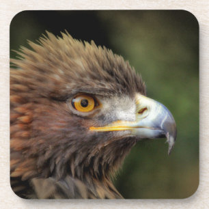 Dessous-de-verre aigle royal