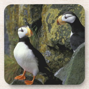 Dessous-de-verre Alaska, île St. Paul, les Pribilofs, cornes