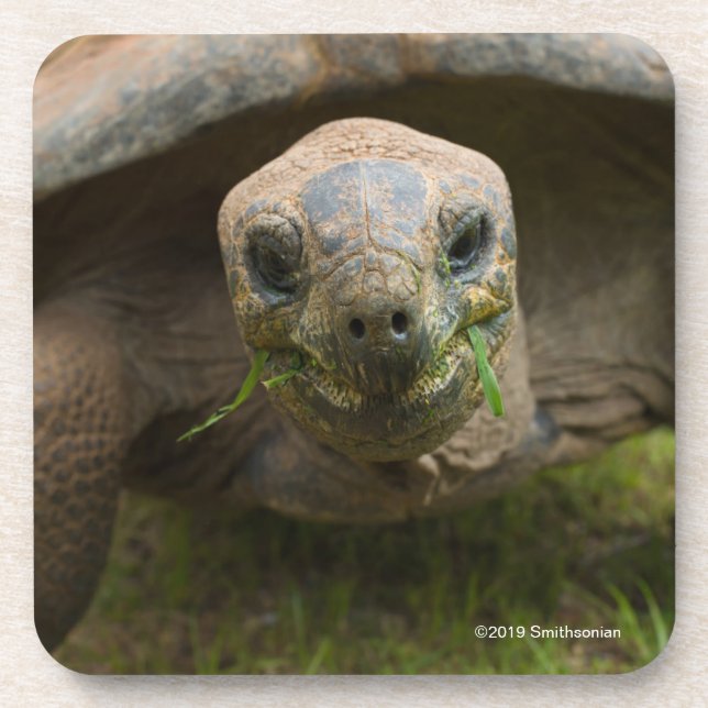 Dessous-de-verre Alimentation de tortue d'Aldabra (Devant)